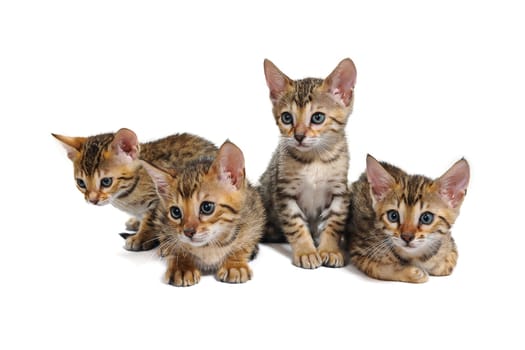 Four striped purebred kittens are sitting on a white isolated background. High quality photo