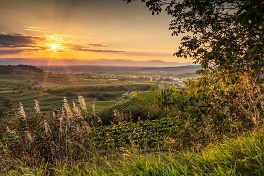 german village in the wine-growing region