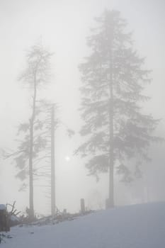 fir tree in winter with fog, black forest, foggy, sunlight, sun
