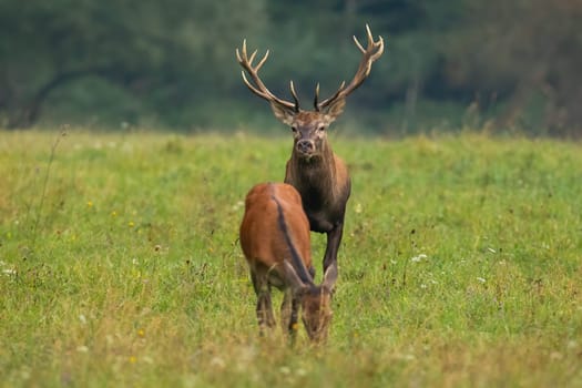 Red deer, cervus elaphus, stag observing a grazing doe on a green hay field in autumn mating season. Couple of wild mammals standing close together in green wilderness. Animal wildlife in courtship.