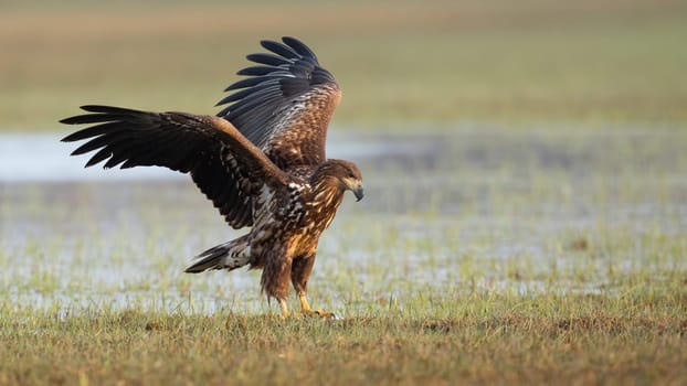 Juvenile white-tailed eagle, haliaeetus albicilla, landing on floodplain with frost. Young feathered predator standing on grassland. Immature bird of prey with open wings on field.