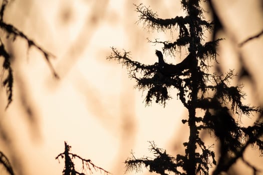 Silhouette of western capercaillie, tetrao urogallus, lekking on tree. Dark shape of wild grouse courting in forest. Large feathered animal with open beak in woodland.