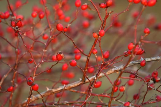 Bunch of rosehips growing on twig in autumn nature. Many ripe antioxidant food on dry tree in fall with copy space. Background of raw vitamin fruit on branch.