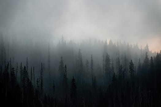 Dark forest in misterious mist in autumn morning. Fantasy woodland in fog with copy space. Tree landscape in clouds in fall nature.