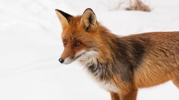 Red fox, vulpes vulpes, standing on snow in wintertime in close up. Orange mammal looking in white environment in winter. Wild animal staring in snowy wilderness.