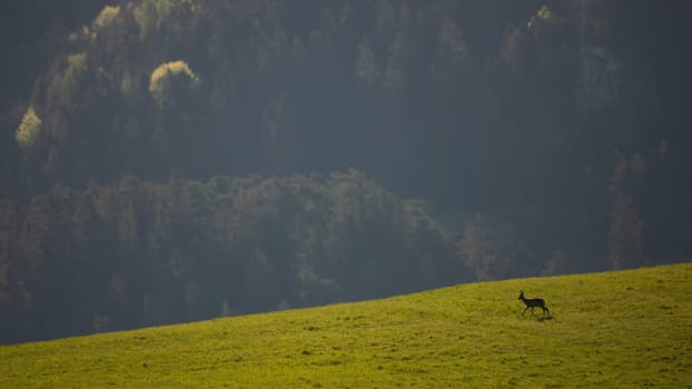 Roe deer, capreolus capreolus, walking on field with hills in background. Silhouette of antlered mammal moving on grass with copy space. Shape of brown animal going on pasture.