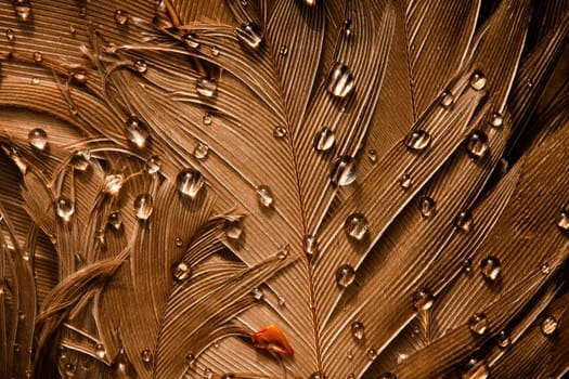 Golden bird feather with water drops in close up. Background of color plumage with dew in detail. Wallpaper of soft textured pattern with liquid on surface.