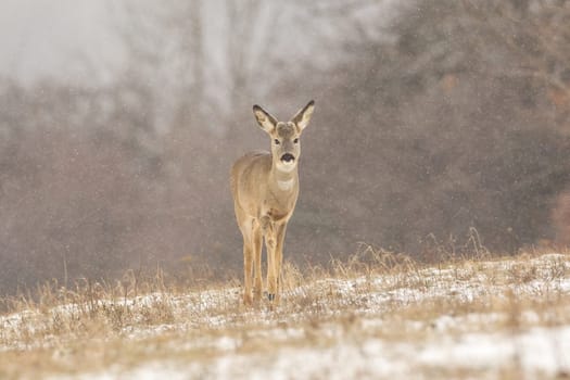 Female roe deer, capreolus capreolus, approaching on snowy pasture in snowing. Juvenile mammal walking on field in winter. Immature brown animal moving on white glade.