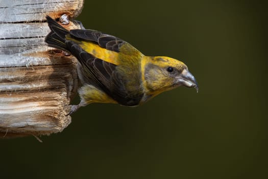 Red crossbill, loxia curvirostra, male climbing on wood in garden in summer. Wild passerine bird clinging from a tree with blurred background. Animal wildlife in nature.