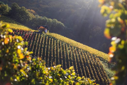 vineyard in the sunlight