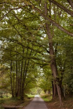 way through a forest