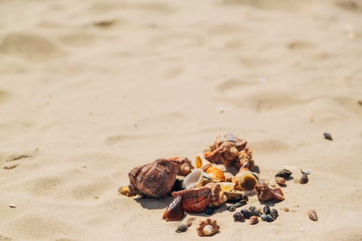 Many Different Seashells Lie on the Sea Beach. Nature Decorations.