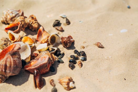 Many Different Seashells Lie on the Sea Beach. Nature Decorations.