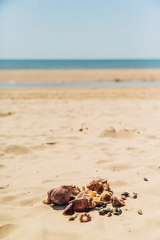 Many Different Seashells Lie on the Sea Beach. Nature Decorations.