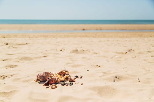 Many Different Seashells Lie on the Sea Beach. Nature Decorations.