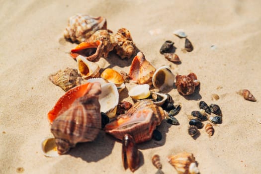 Many Different Seashells Lie on the Sea Beach. Nature Decorations.