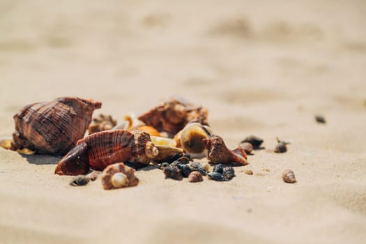 Many Different Seashells Lie on the Sea Beach. Nature Decorations.