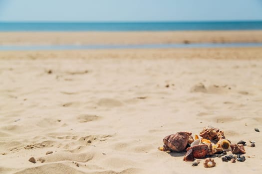 Many Different Seashells Lie on the Sea Beach. Nature Decorations.