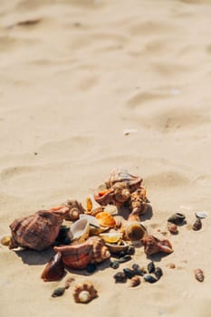 Many Different Seashells Lie on the Sea Beach. Nature Decorations.