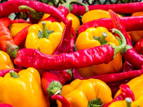 Vegetable harvest of red and yellow peppers. Sweet and hot peppers. Agricultural product. Farming business. Healthy eating. Vegetarian food. Shop window. Vegetable salad products.