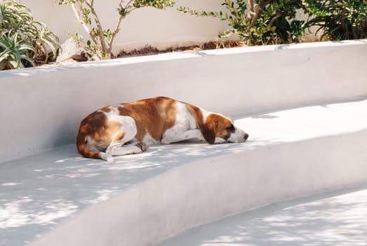 A white-brown stray dog lies on white stone steps in the shade.