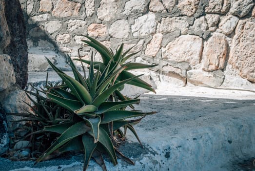 Green Aloe x delaetii bush grows on stone steps.