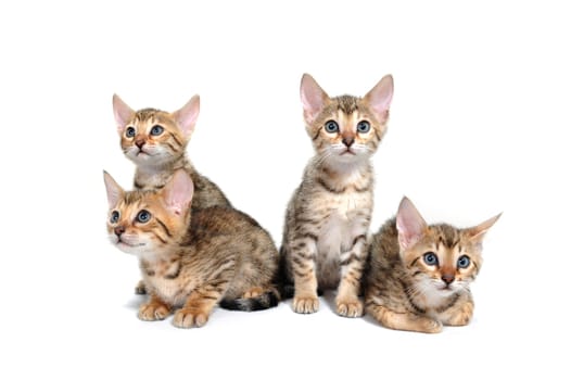 four purebred kittens sit on a white isolated background. High quality photo