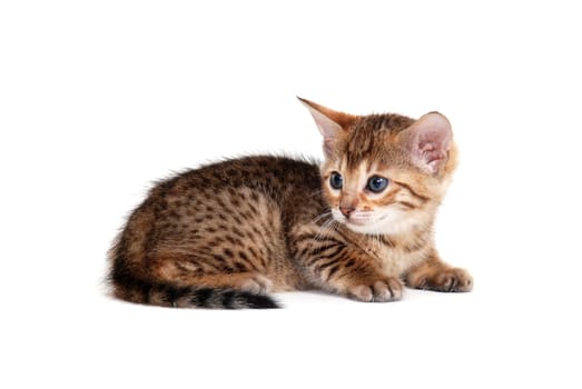 a striped purebred kitten lies on a white isolated background. High quality photo