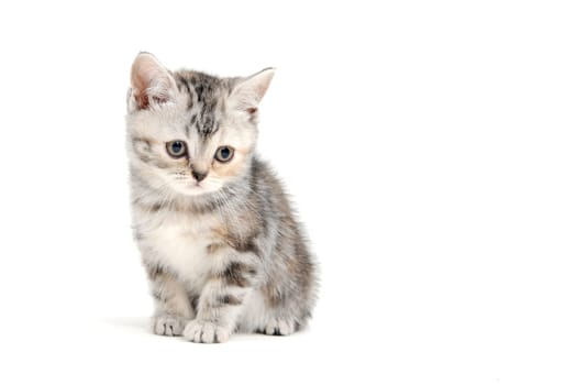 A gray purebred fluffy kitten sits on a white isolated background. High quality photo