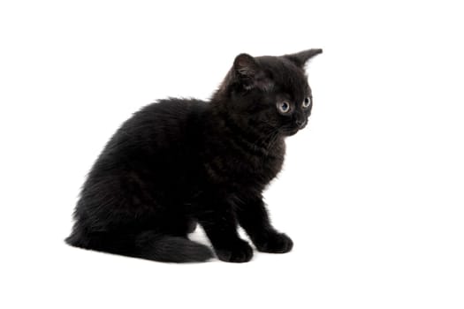 a black purebred kitten sitting on a white isolated background. High quality photo
