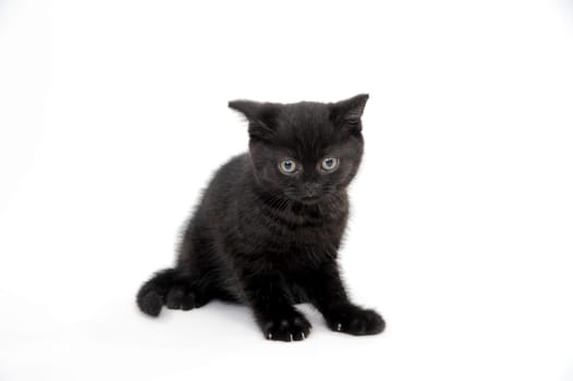 black parody kitten sitting on white isolated photo. High quality photo