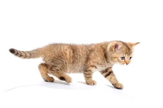 ginger striped purebred cat, goes to a white isolated background. High quality photo