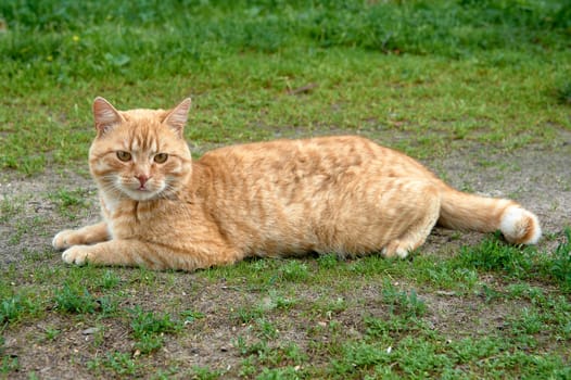 A ginger cat is lying on the green grass. High quality photo