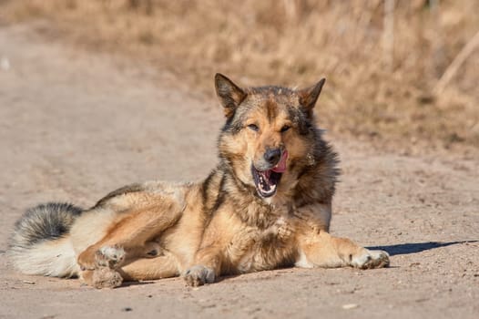 A fluffy dog lies on the road on a sunny day. High quality photo