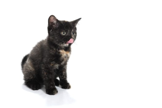 a black spotted purebred kitten sits on a white isolated background. High quality photo