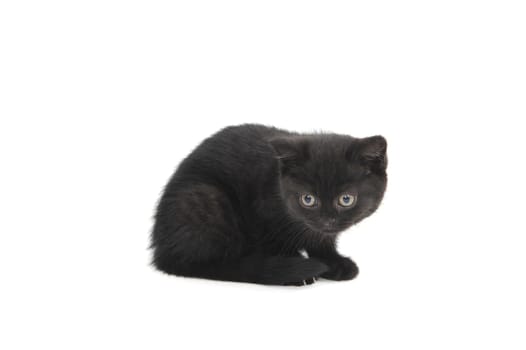 a black purebred kitten sitting on a white isolated background. High quality photo
