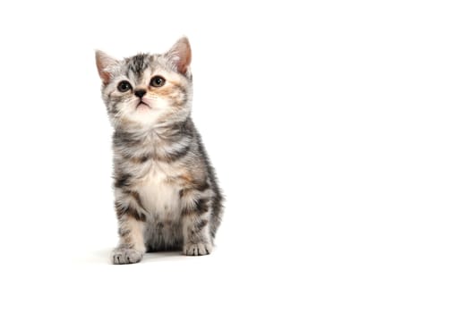 A gray purebred fluffy kitten sits on a white isolated background. High quality photo