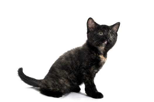 a black spotted purebred kitten sits on a white isolated background. High quality photo