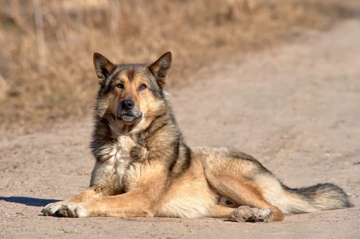 A fluffy dog lies on the road on a sunny day. High quality photo