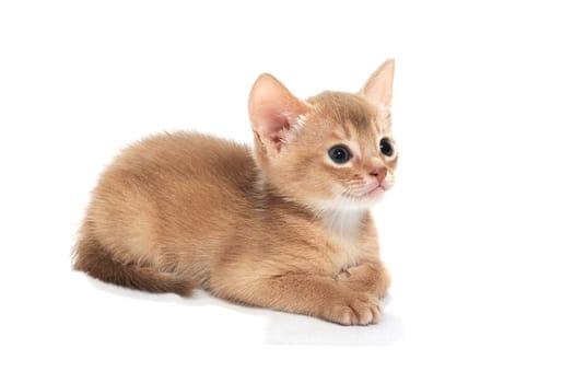 A ginger purebred kitten lies on a white isolated background. High quality photo