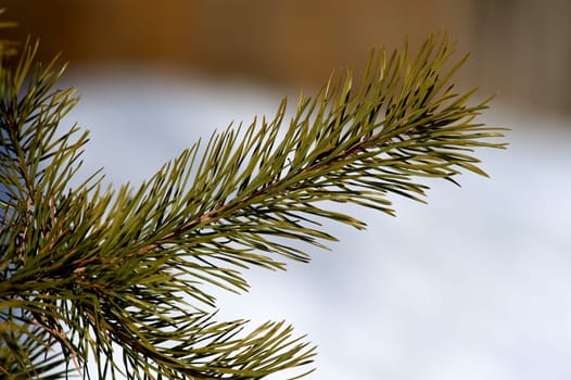 spruce branch close-up on a sunny day. High quality photo