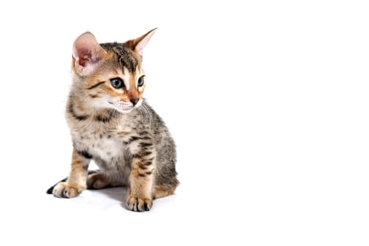 A gray purebred fluffy kitten sits on a white isolated background. High quality photo