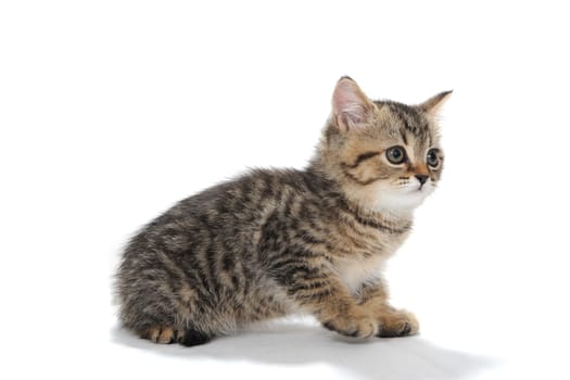 A gray purebred fluffy kitten sits on a white isolated background. High quality photo
