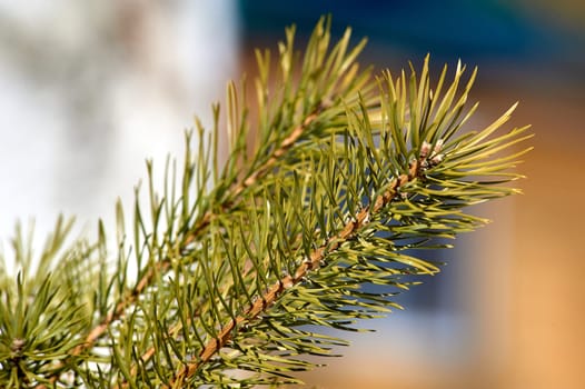 spruce branch close-up on a sunny day. High quality photo