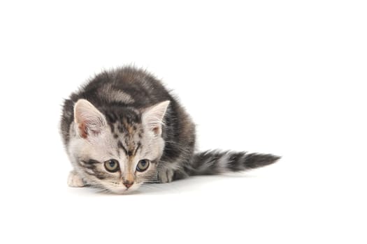 A gray purebred fluffy kitten sits on a white isolated background. High quality photo