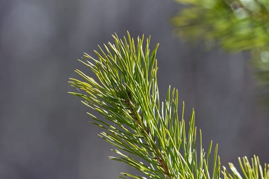 spruce branch close-up on a sunny day. High quality photo