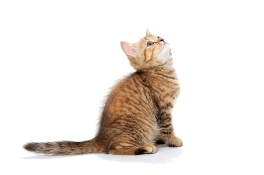 ginger striped purebred cat sitting on white isolated background. High quality photo