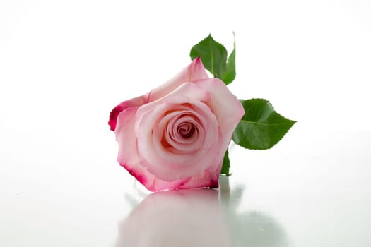 Beautiful rose petal