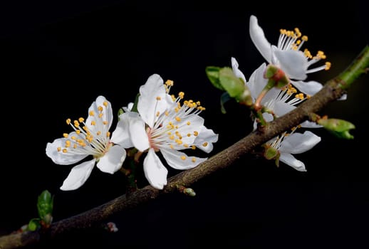 Cherry blossom