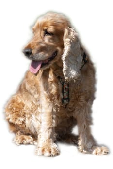 Cocker, Spaniel, Roter, Cocker-Spaniel